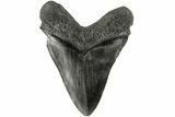 Fossil Megalodon Tooth - South Carolina #185224-2